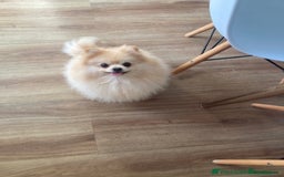 Pomeranian dogs for sale: Beautiful russian teddy pomeranians - Image 12