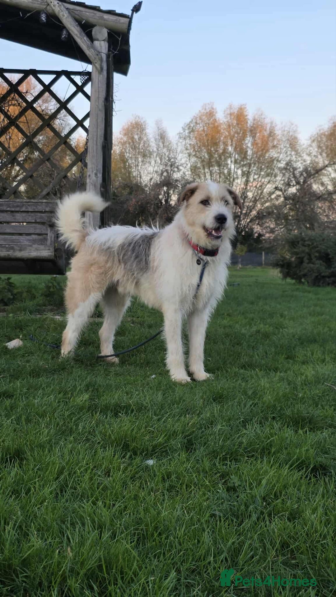 Mixed Breed dogs for adoption: Hershey ( and brother Harley )  - Advert 12