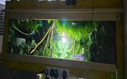 Python Snake reptiles for sale: Ball python and setup  - Image 4
