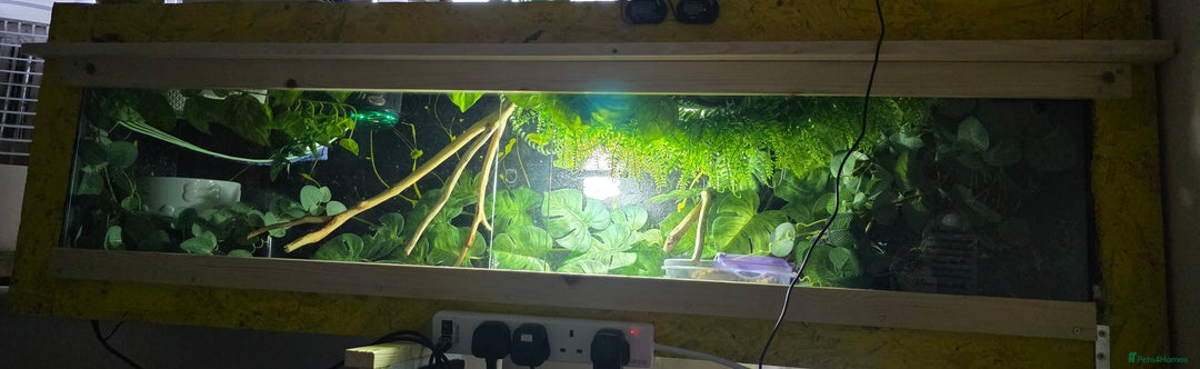 Python Snake reptiles for sale: Ball python and setup  - Image 4