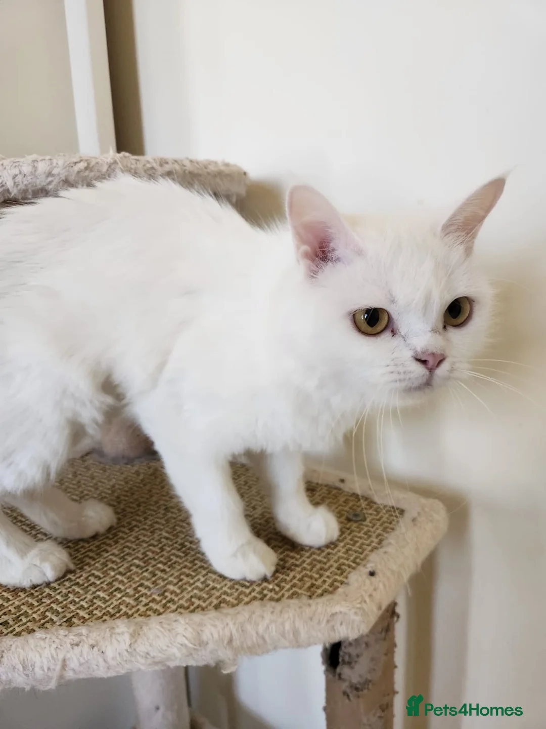 Domestic Shorthair cats for adoption: Marshmellow  - Advert 1