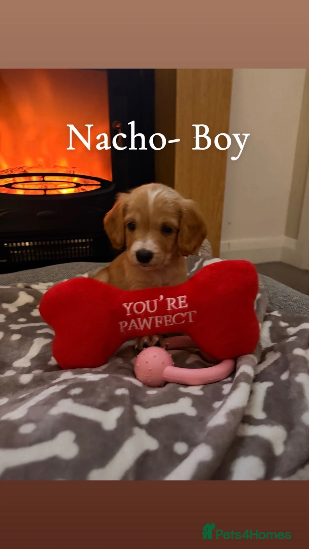 Cocker Spaniel dogs for sale: Cocker spaniel in Omagh - Advert 16