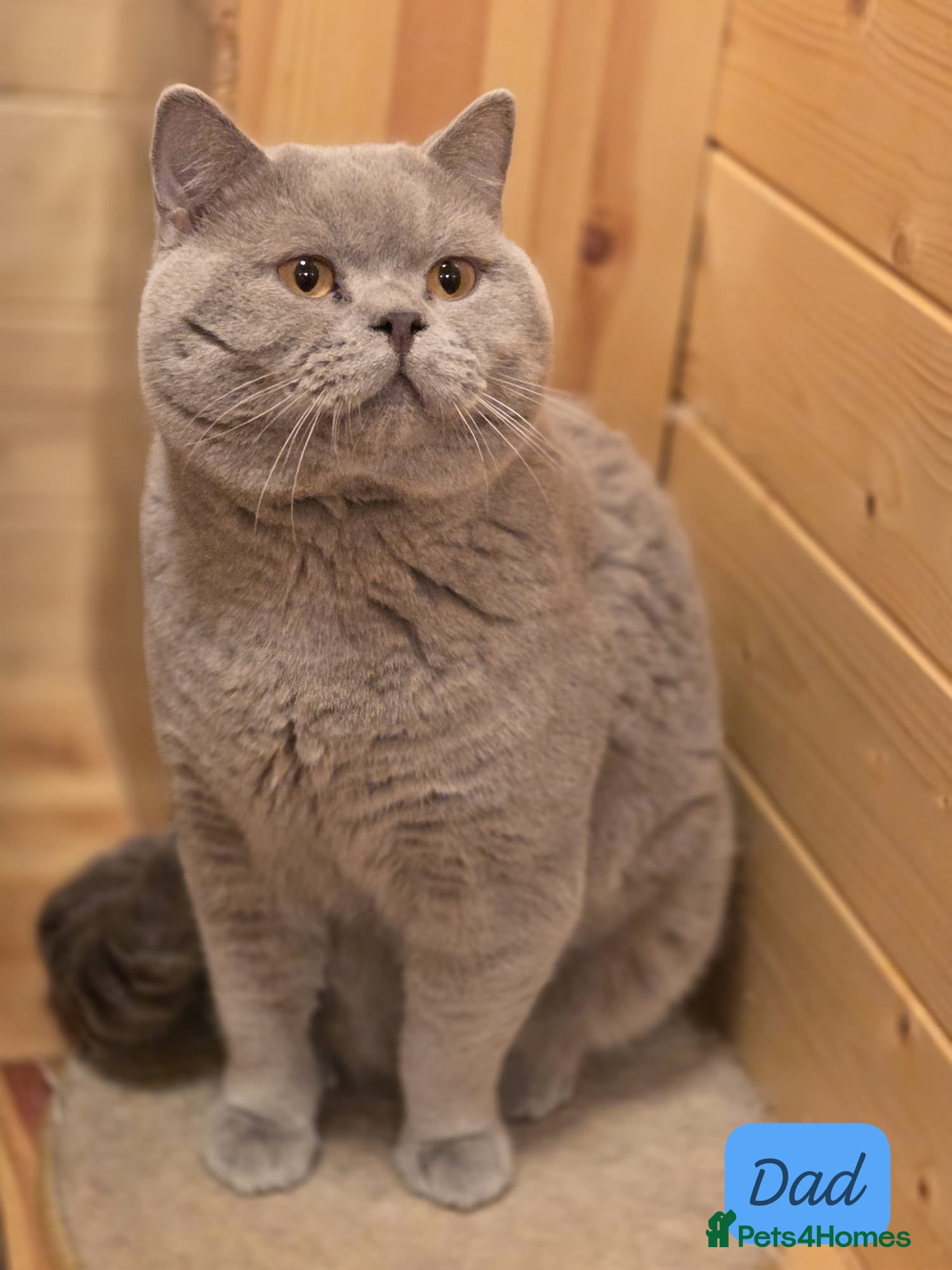 British Shorthair cats 🏆🥇Beautiful Lilac Boy GCCF/TICA registered 🏆🥇 - Advert 1