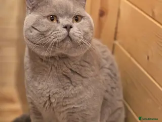 British Shorthair cats 🏆🥇Beautiful Lilac Boy GCCF/TICA registered 🏆🥇 - Advert 1