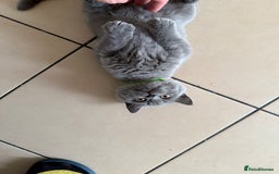 British Shorthair cats for sale: 5  BSH kittens - Image 28