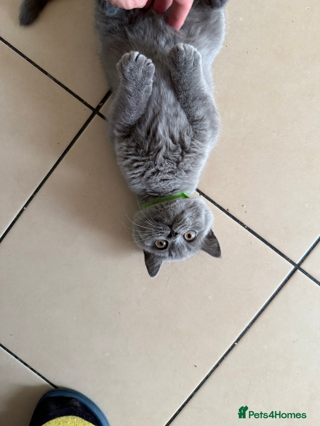 British Shorthair cats for sale: 5  BSH kittens - Image 28