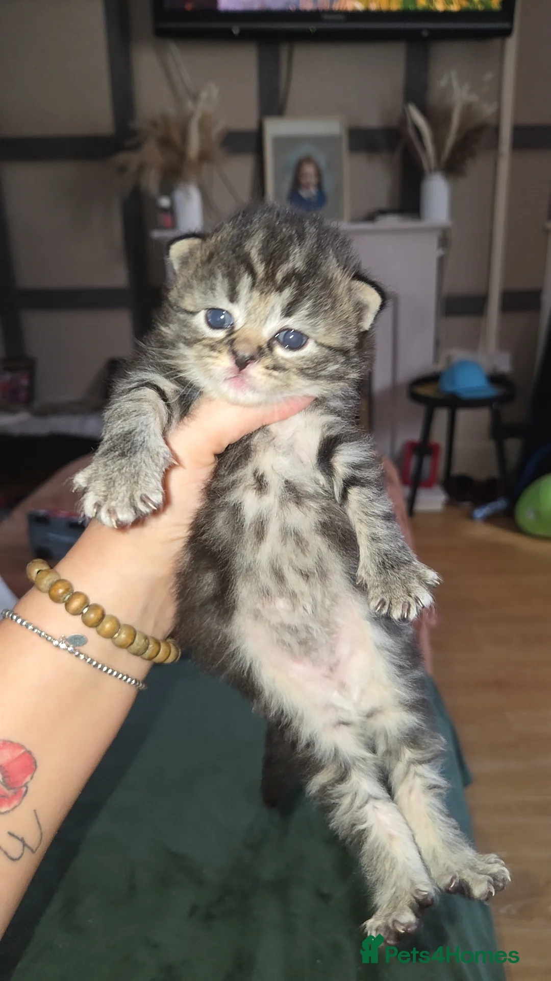 Mixed Breed cats for sale: BEAUTIFUL MIXED KITTENS - Advert 17