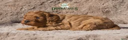 Cavapoo dogs for sale: Donna Jay’s Celebrity K9s   - Advert 10