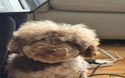 Cockapoo dogs for sale: Beautiful chocolate merle cockapoos  - Image 16