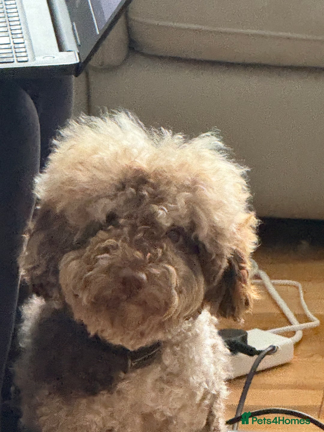 Cockapoo dogs for sale: Beautiful chocolate merle cockapoos  - Image 16