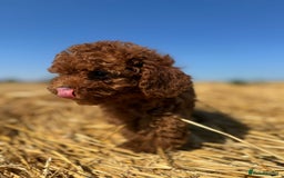 Toy Poodle dogs for sale: Toy Poodle Puppies–Asian Lines–Tiny Size - Image 15