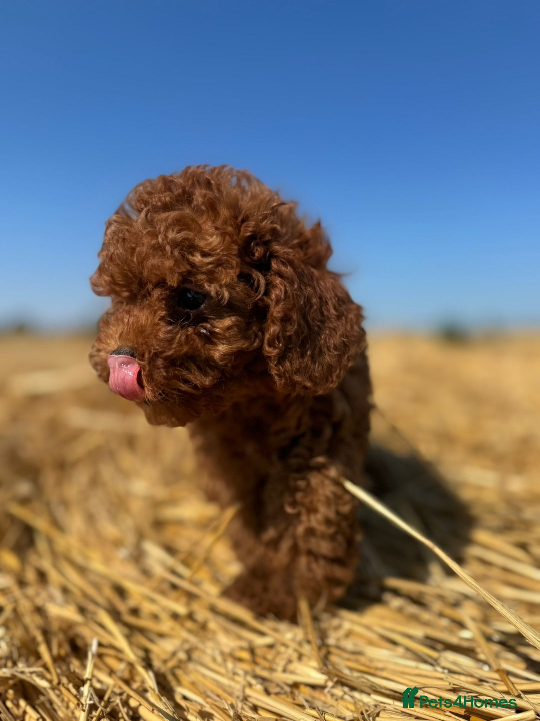 Toy Poodle dogs for sale: Toy Poodle Puppies–Asian Lines–Tiny Size - Image 15