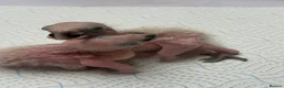 Parrots birds for sale: proven pair of African grey parrots,  - Advert 5