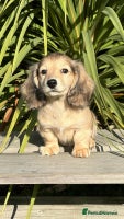 Miniature Dachshund dogs - Advert 2