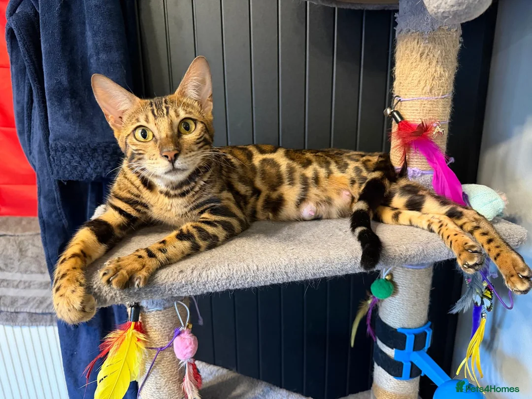Bengal cats for sale: 6 Bengal kittens - Health and genetically tested - Advert 2