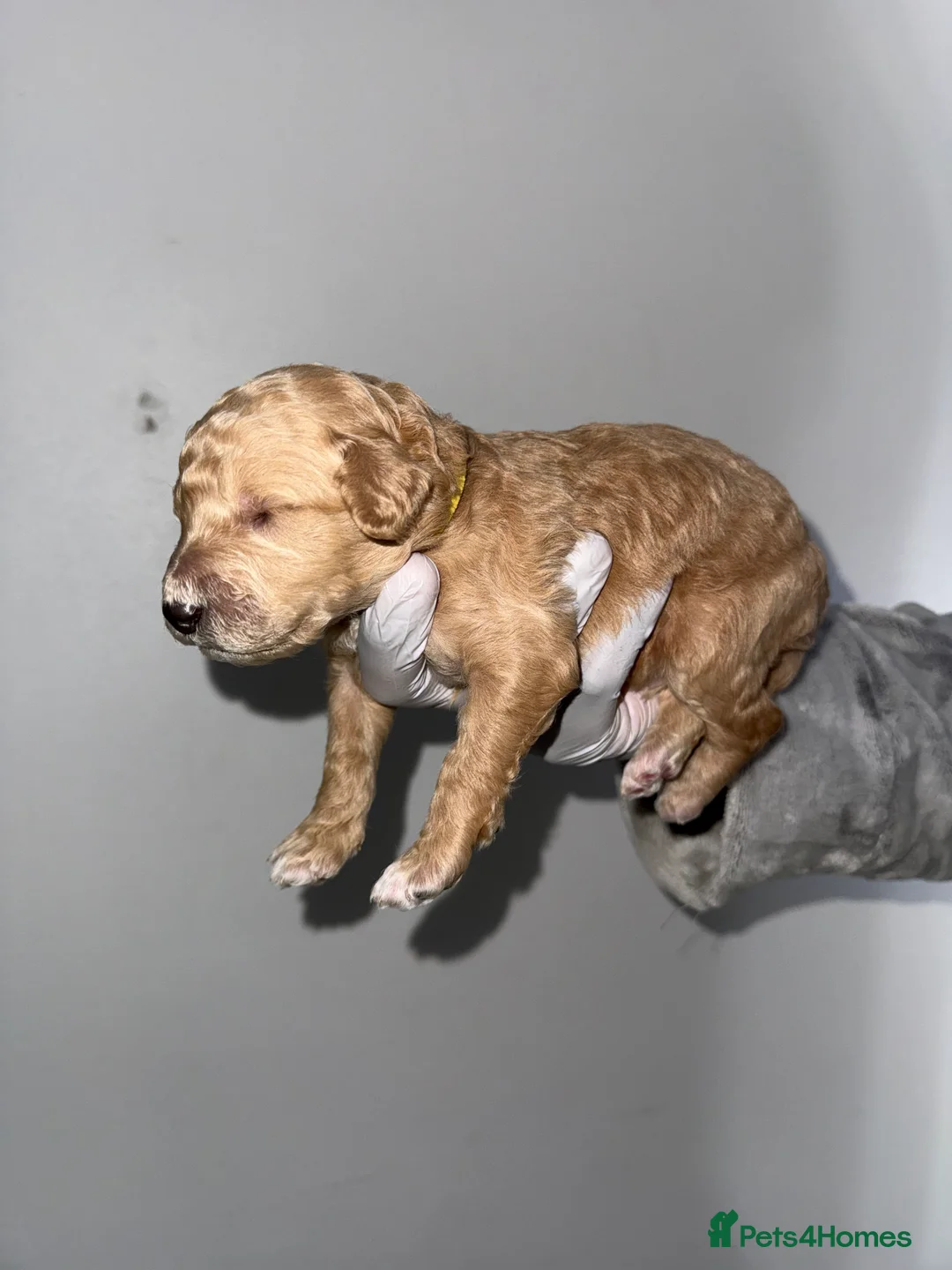 Standard Poodle dogs for sale: exceptional kc standard poodles  - Advert 6