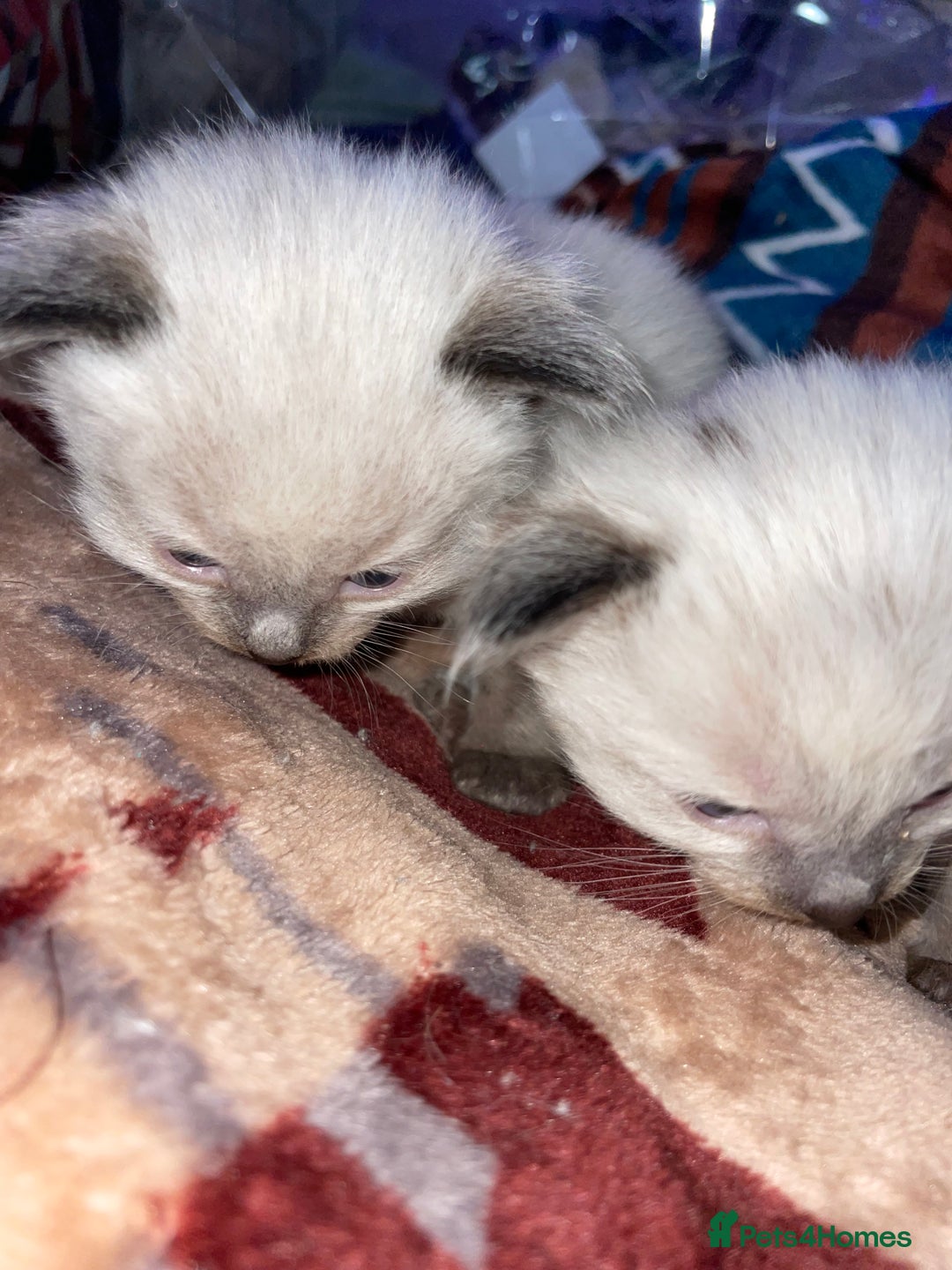 Ragdoll cats for sale: Ragdoll Bluepoint/sealpoint - Advert 5