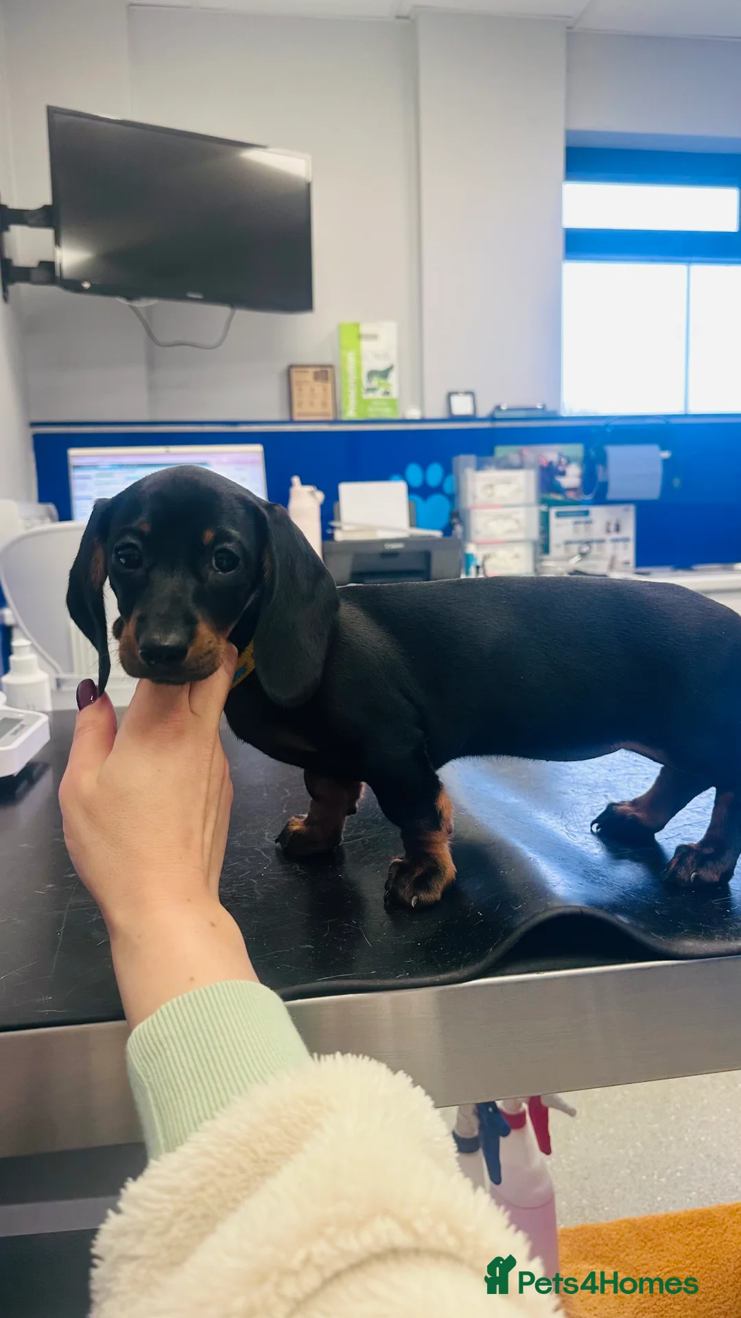 Miniature Dachshund dogs for sale: Miniature dachshund female  - Advert 1