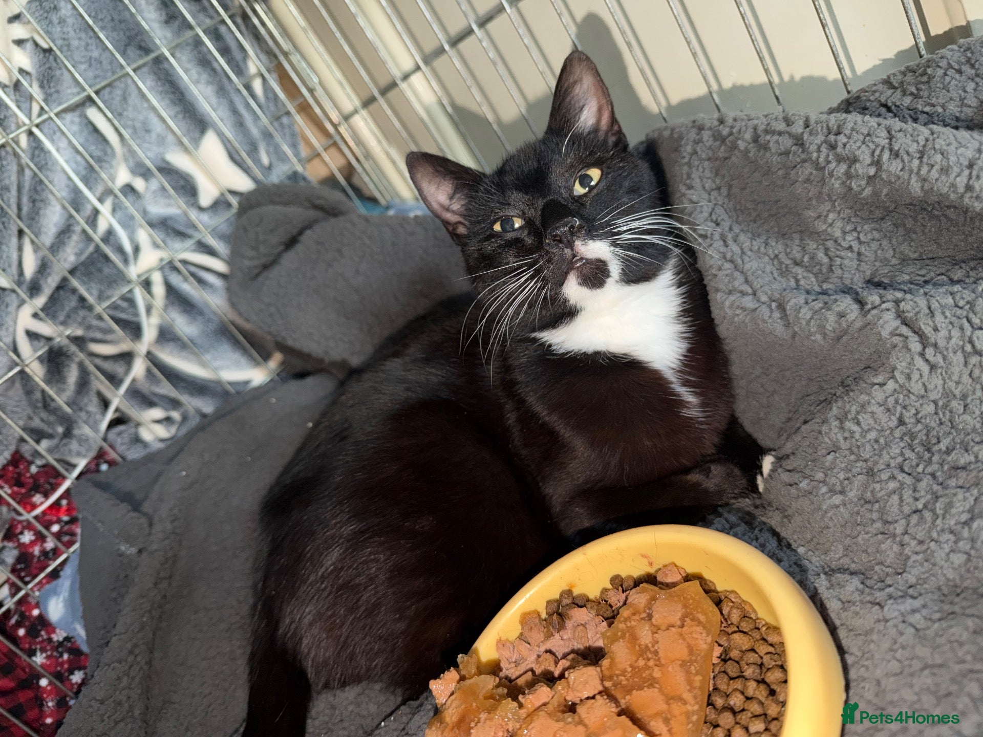 Mixed Breed cats Rescued, Loved & Ready for Forever 🐾 - Advert 7