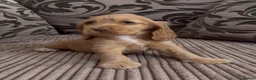 Cocker Spaniel dogs for sale: 🌟Gorgeous 100% show type cocker spaniel puppies⭐  - Advert 8