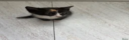 Mixed Breed cats for sale: Beautiful kittens for sale in Welwyn - Advert 5