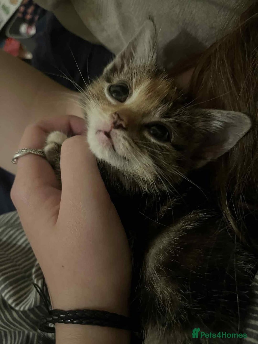 Mixed Breed cats for sale: Cats for sale !!! - Image 6