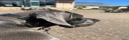 Great Dane dogs for sale: Blue Great Dane Male - Advert 4