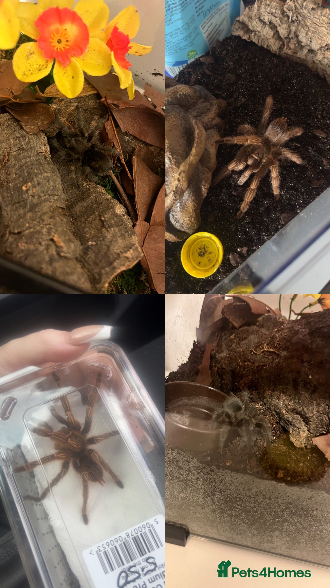 Tarantulas invertebrates Tarantulas looking for a new home  - Advert 1