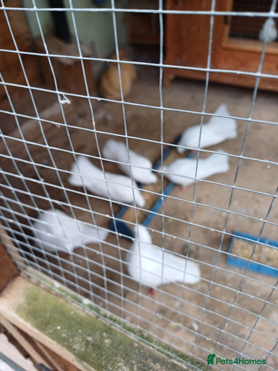 Doves birds for sale: Young fan tailed doves - Advert 1