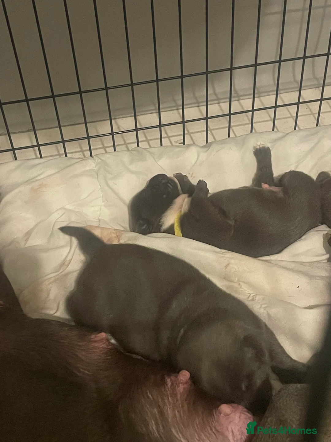 Staffordshire Bull Terrier dogs for sale: Blue staffie puppies   - Advert 9