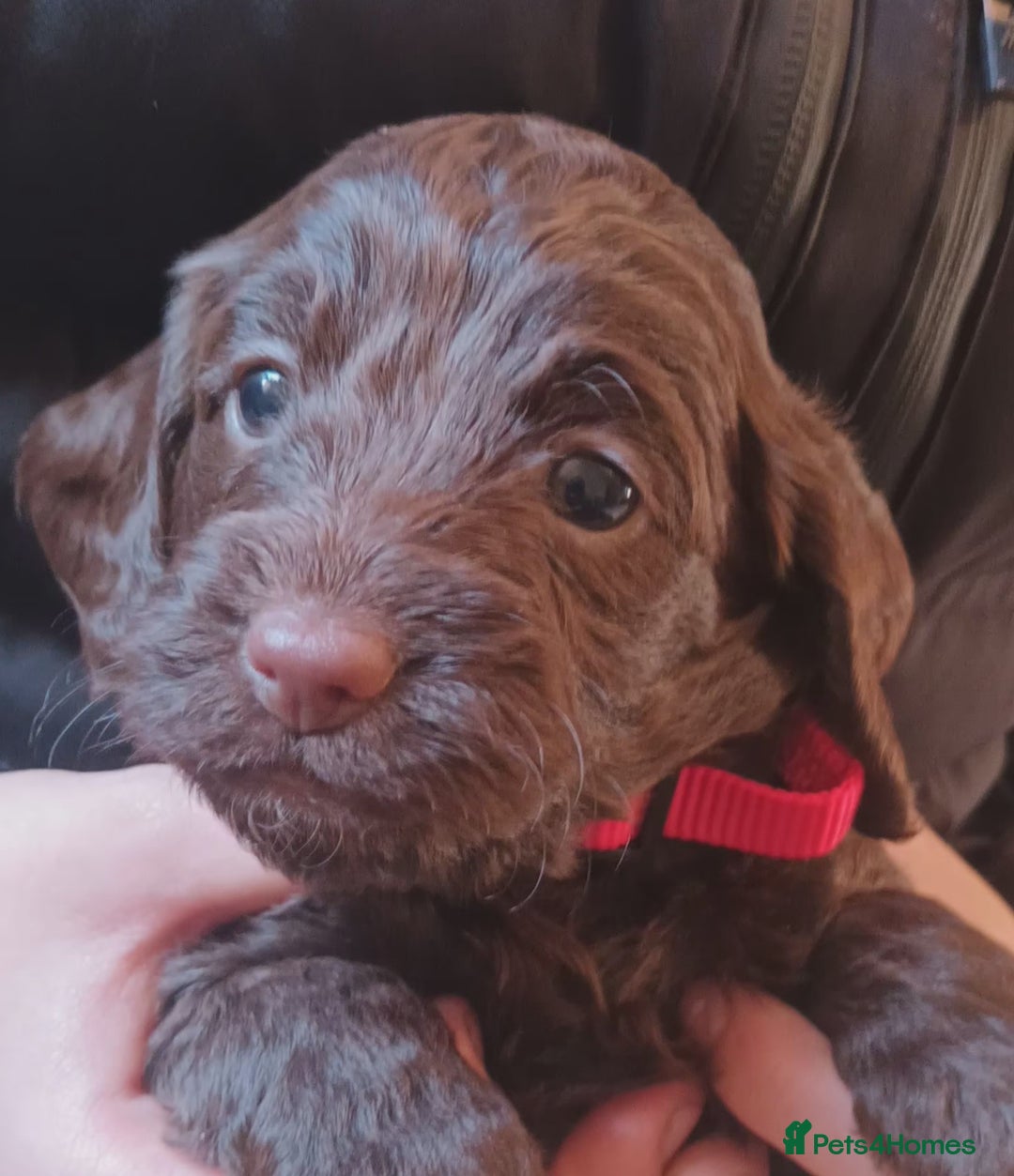 Cockapoo dogs for sale: Stunning F1 Chocolate Cockapoos - Advert 8