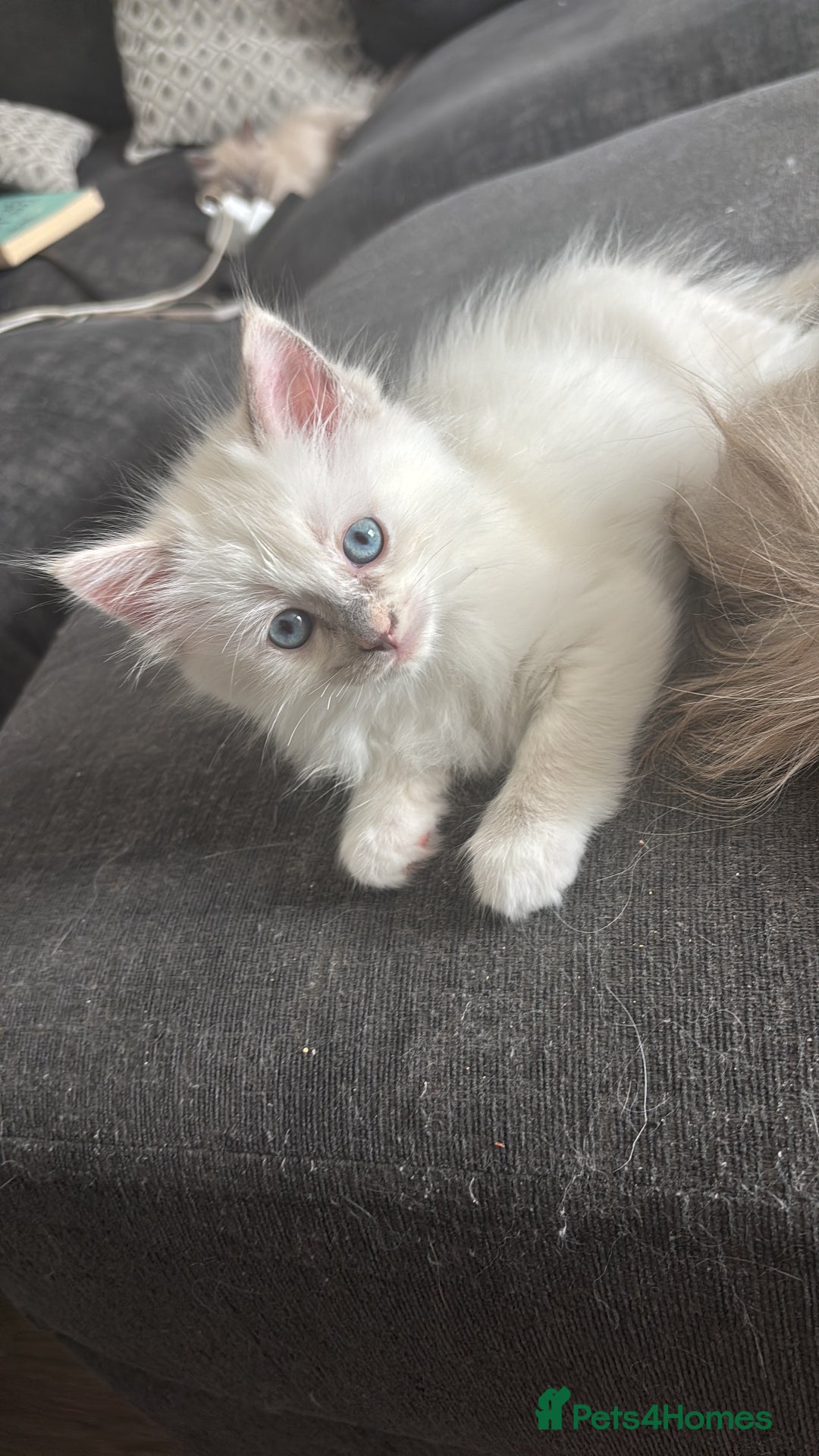 Ragdoll cats for sale: 2 LEFT - 5 pedigree Ragdolls for sale - Image 6