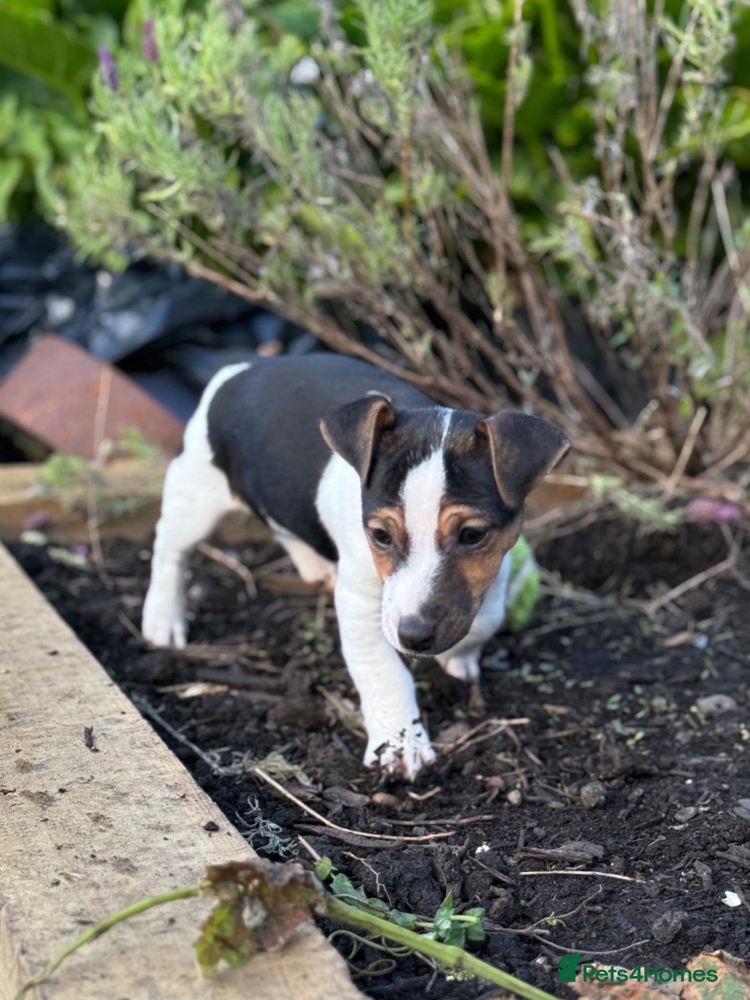 Jack Russell dogs for sale: ‘Naughty’ Jack Russell Pups  in Kilgetty - Advert 15