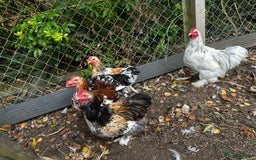 Chickens poultry for sale: Hybrid pekin bantams hatched from June 2025  - Image 6