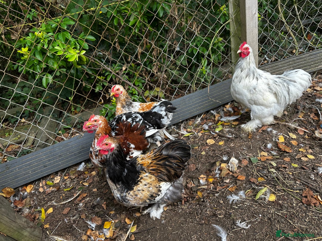 Chickens poultry for sale: Hybrid pekin bantams hatched from June 2025  - Image 6