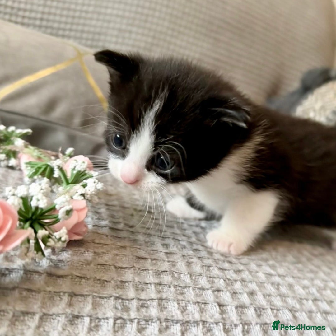 Mixed Breed cats for sale: 4 Lovely Kittens Almost Ready For Adoption - Advert 13