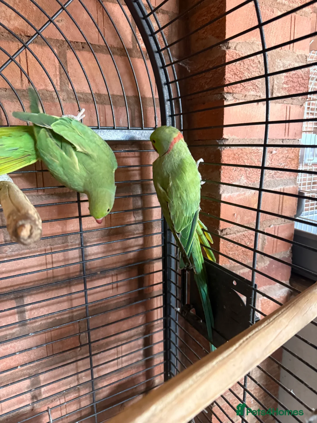 Ringnecks birds for sale: Pair Indianringneck - Advert 2