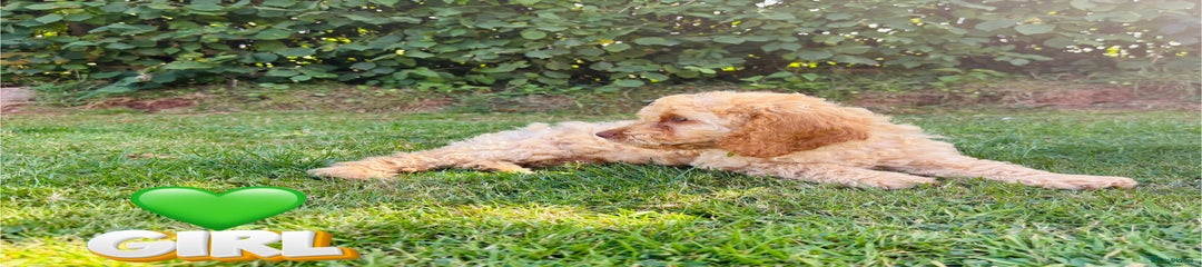 Cockapoo Puppy 4 (green) 