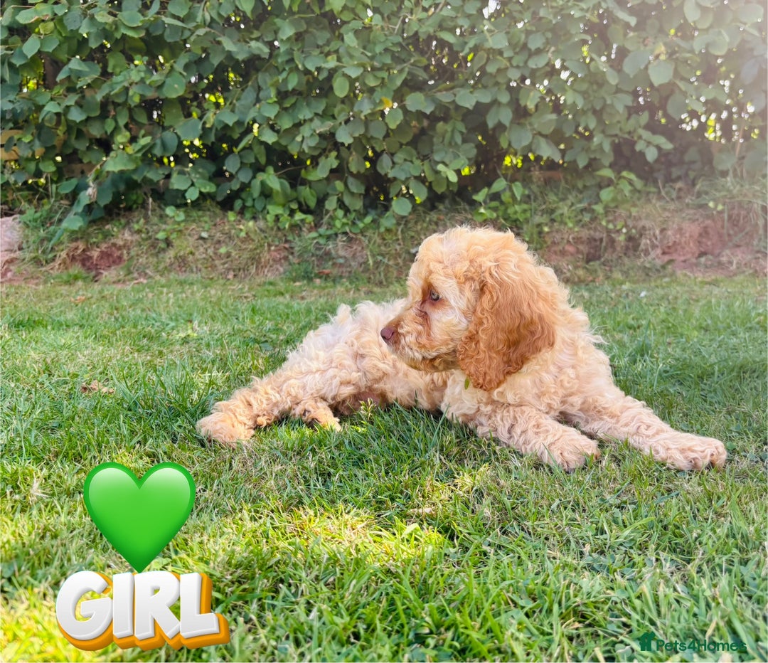 Cockapoo dogs for sale: 6 beautiful champagne and gold 🐶  - Image 10