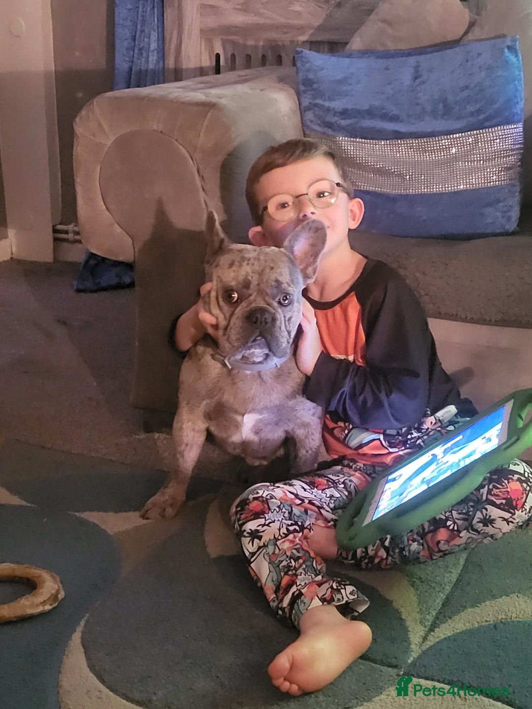 French Bulldog dogs for sale: Silver Merle frenchy - Advert 3