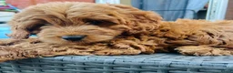 Cavapoo dogs for sale: Last 3 Beautiful F1b Cavapoo (Fox-Red) - Advert 12
