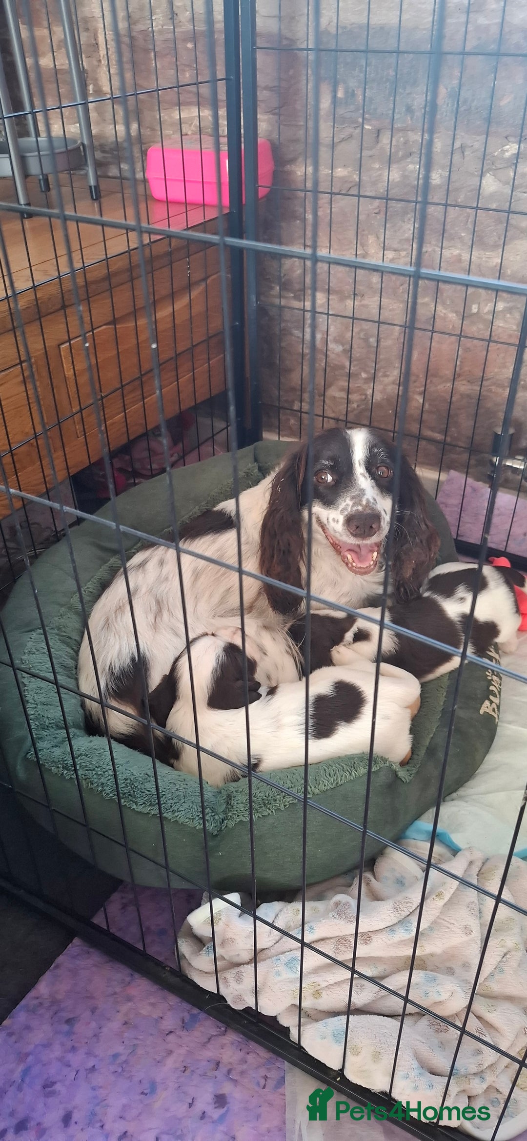 Sprocker dogs for sale: Sprocker puppies  - Image 7