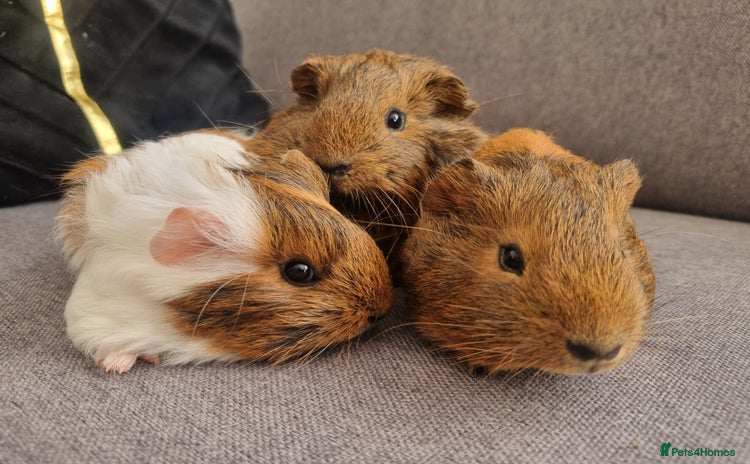 Guinea Pig rodents - Advert 4