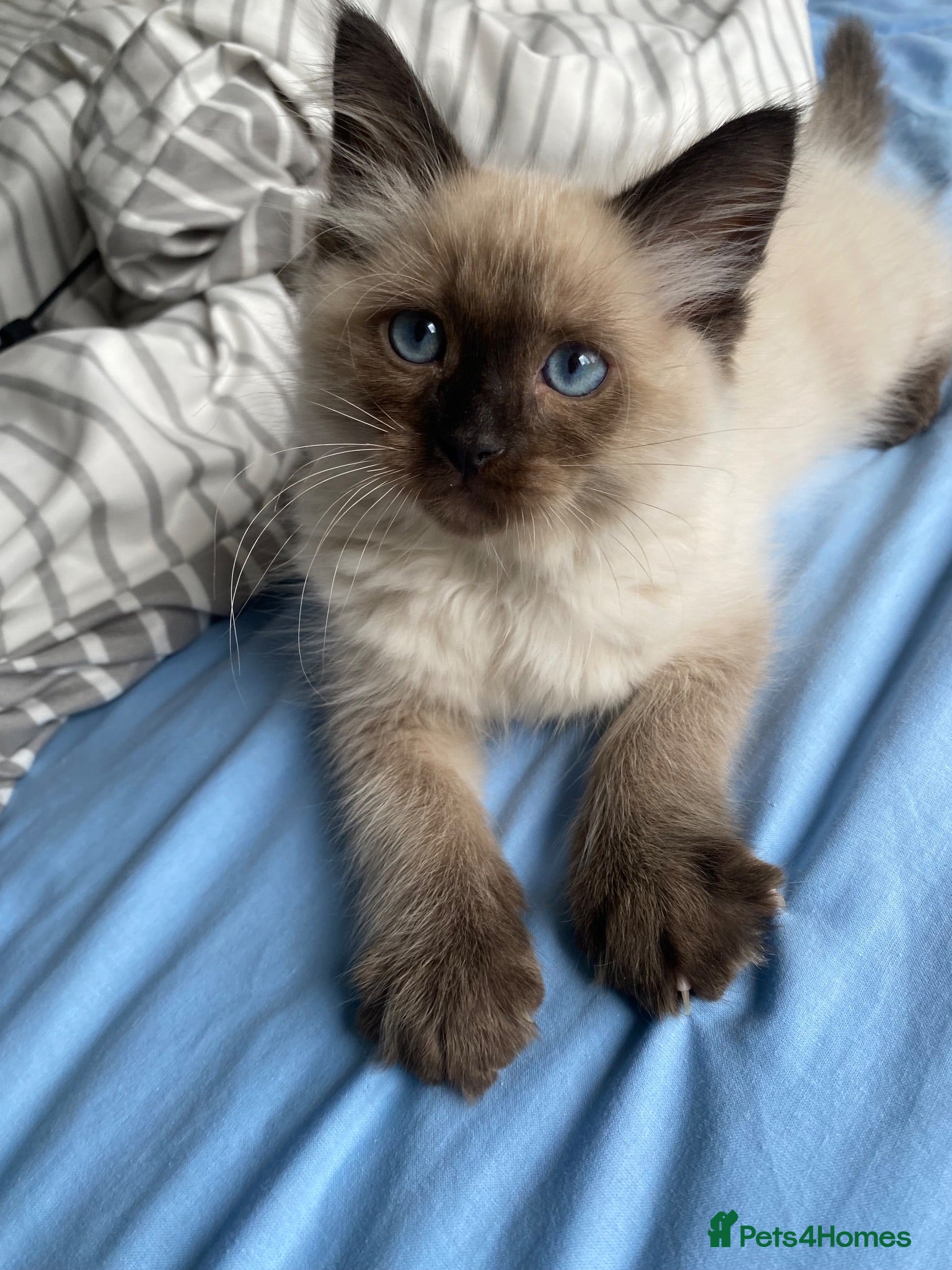 Ragdoll cats Fiko available . Ready to leave now - Advert 3