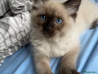 Ragdoll cats Fiko available . Ready to leave now - Advert 3