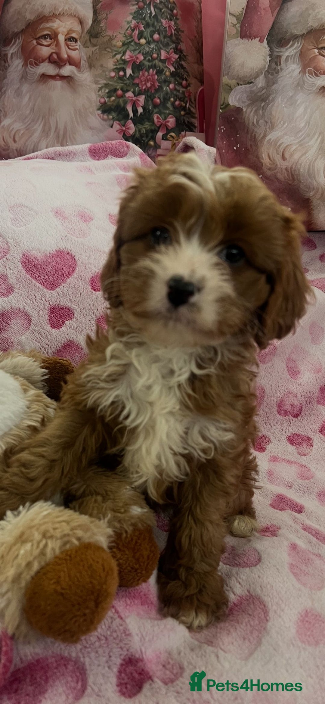Cavapoo dogs for sale: Cavapoo puppies ready now 🏡 - Advert 15