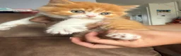British Longhair cats for sale: Adorable British Longhair kittens - TICA registred - Advert 9