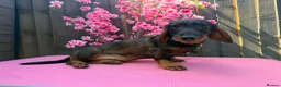 Dachshund dogs for sale: 2 tekles for sale brother and sister £1100 ONO - Advert 7