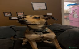 Mixed Breed dogs for sale: Ronnie  - Advert 9