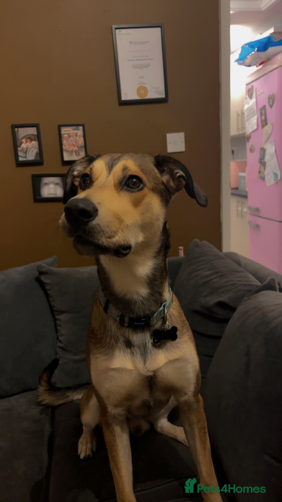 Mixed Breed dogs for sale: Ronnie  - Advert 9